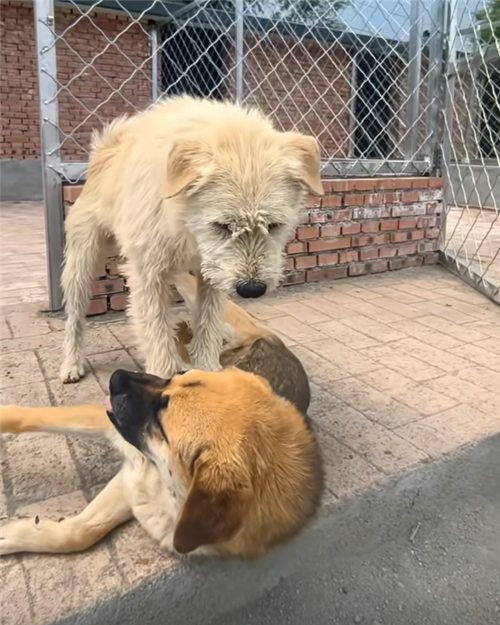 澳彩资料免费提供资料:中国下司犬外网爆火