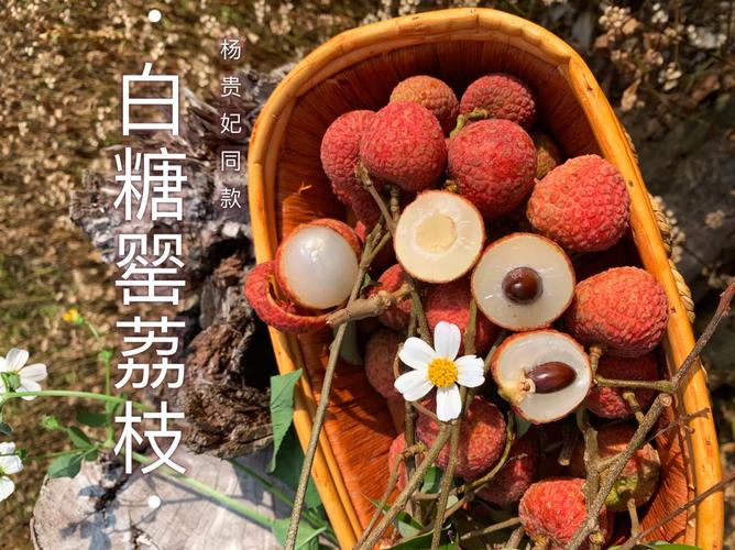 新澳今日开奖结果:拍800斤贵妃同款荔枝