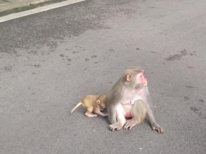 新澳今日图片分析:车钥匙逗猴被猴抢走