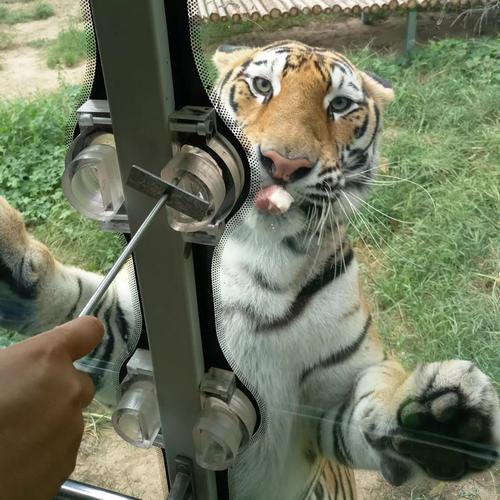 新澳彩免费长期资料大全:被大猩猩反向投喂